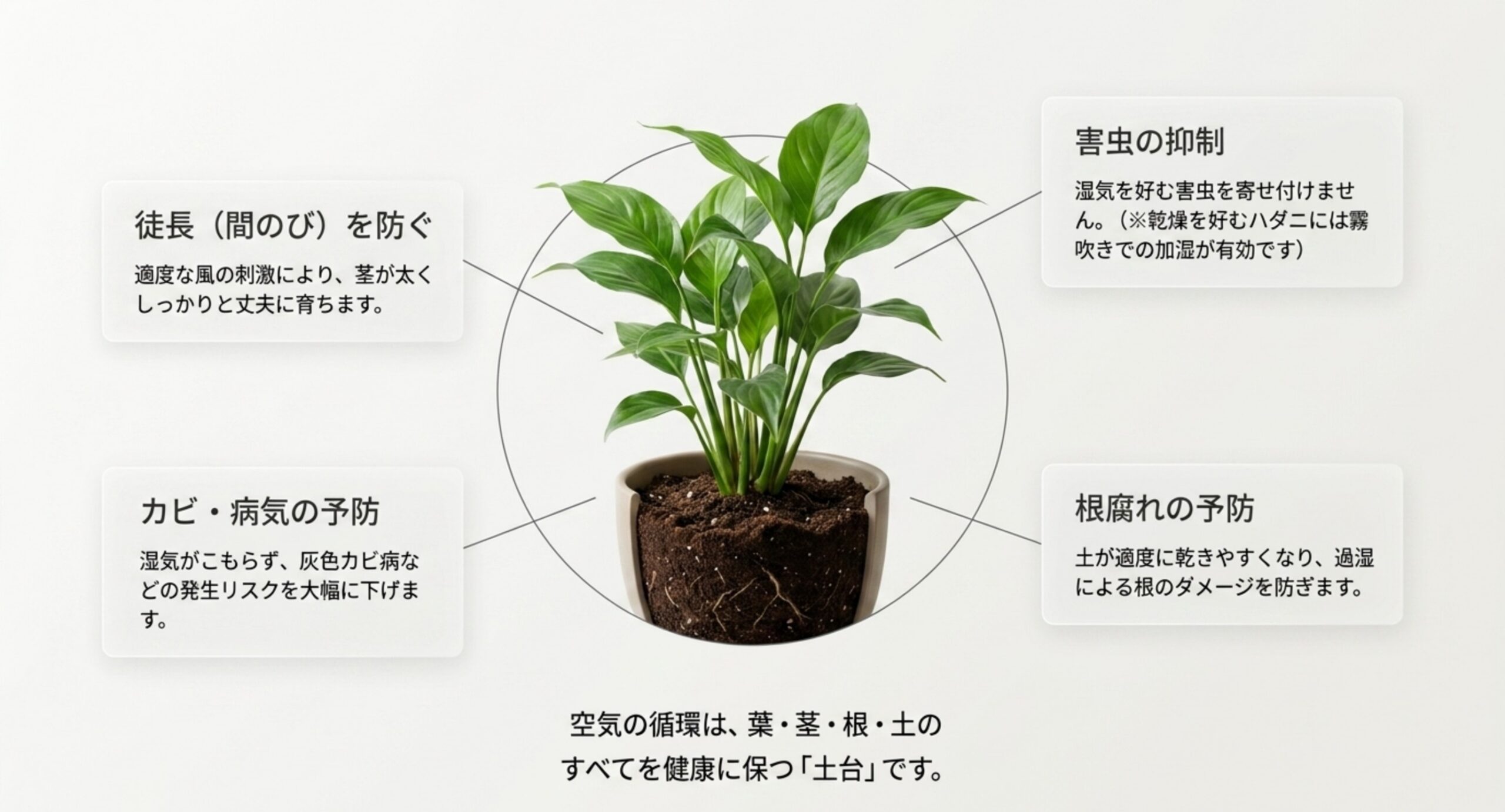 観葉植物を中心に、空気循環の効果を示した図。カビ・病気の予防、根腐れの予防、害虫の抑制(乾燥を好むハダニには霧吹き加湿)、徒長を防ぐの4点を示した図